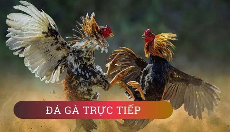 Tham Gia Đá Gà ABC8: Trải Nghiệm Đỉnh Cao, Kích Thích Hành Động Ngay!